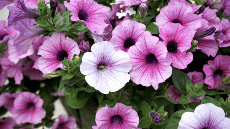 Lighting flowers